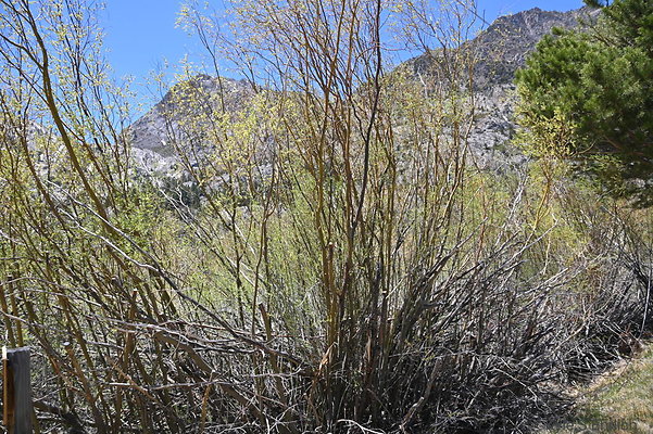 DSC 3250