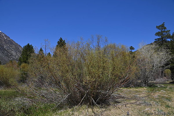 DSC 0617