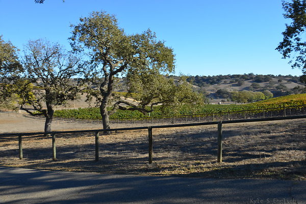 DSC 0531