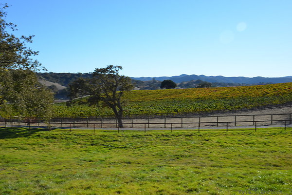 DSC 0606