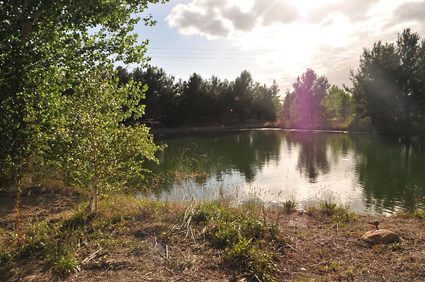 07 Golden Oak Pine Lake