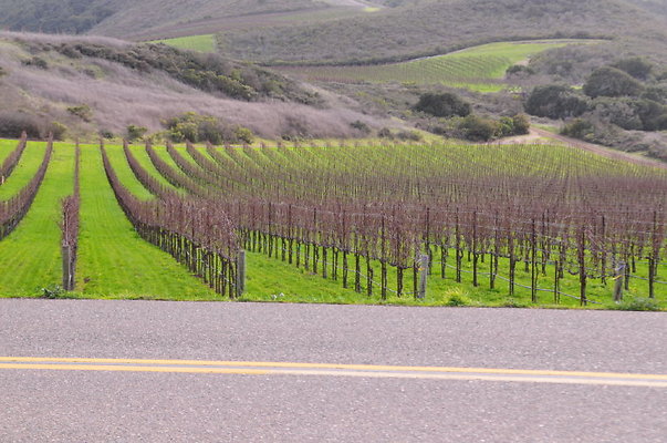 010 Santa Rosa Rd MM7 Vineyards - SB